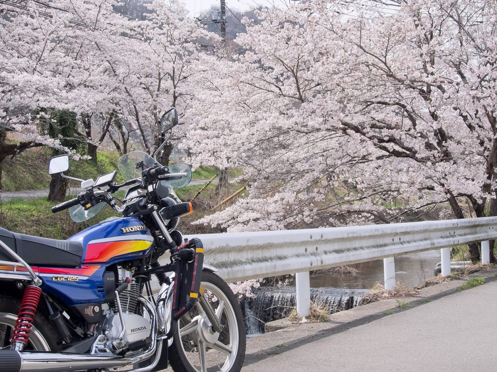 上野原八ッ沢の桜並木