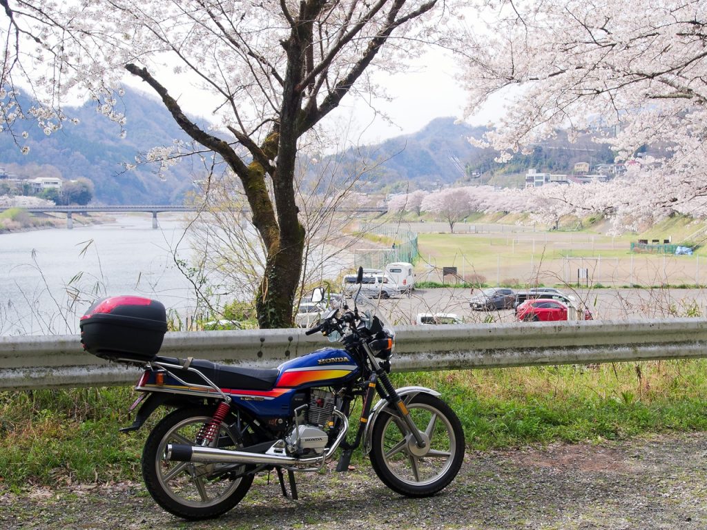 上野原桜ツーリングのスタート地点桂川（島田湖）河川敷の桜並木