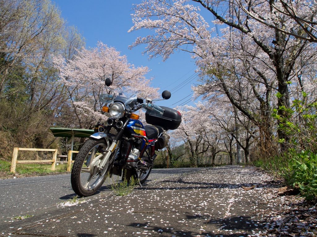 上野原の道沿いの桜2023