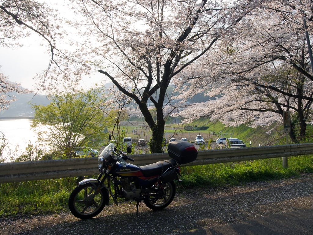 桂川（島田湖）の桜2023