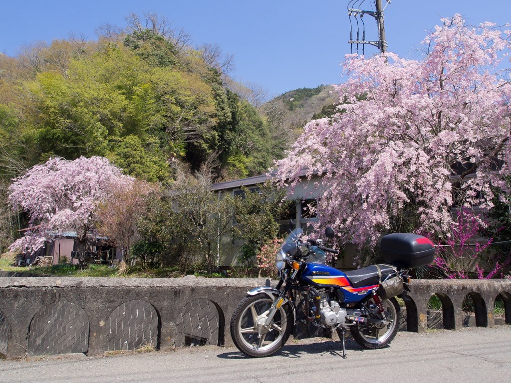 沢井川の桜2023