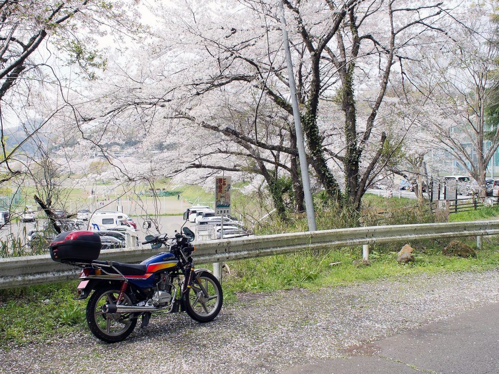 桜ツーリング2024定番の上野原、桂川沿いの桜